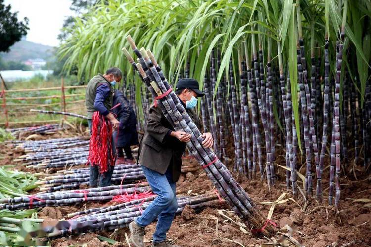 甘蔗什么时候成熟，甘蔗什么时候成熟可以收？-第4张图片-优品飞百科