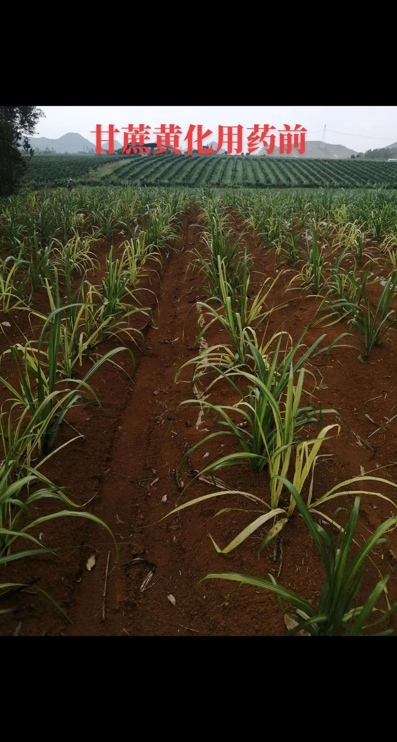 甘蔗什么时候成熟，甘蔗什么时候成熟可以收？-第6张图片-优品飞百科