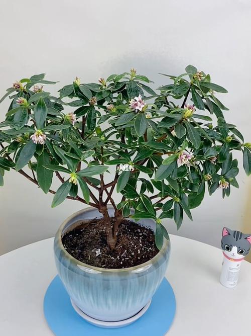 金边瑞香夏季怎么养，金边瑞香夏季怎么养护