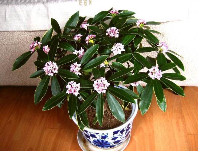 金边瑞香夏季怎么养，金边瑞香夏季怎么养护-第2张图片-优品飞百科