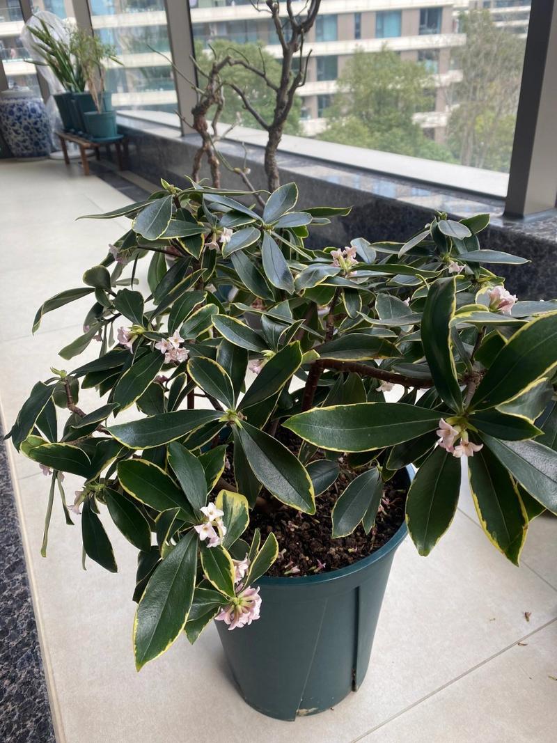 金边瑞香夏季怎么养，金边瑞香夏季怎么养护-第3张图片-优品飞百科