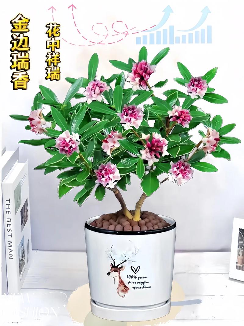 金边瑞香夏季怎么养，金边瑞香夏季怎么养护-第4张图片-优品飞百科