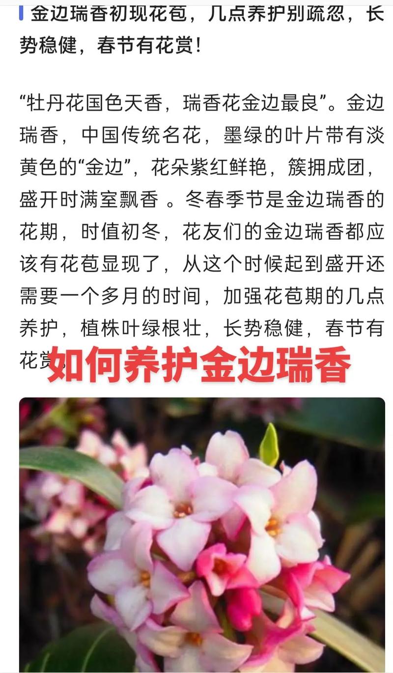 金边瑞香夏季怎么养，金边瑞香夏季怎么养护-第5张图片-优品飞百科