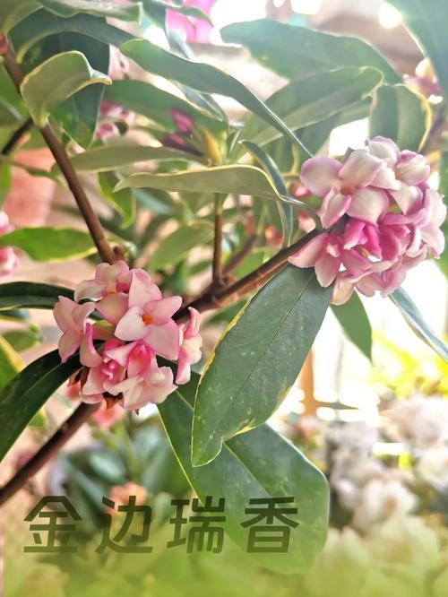 金边瑞香夏季怎么养，金边瑞香夏季怎么养护-第7张图片-优品飞百科