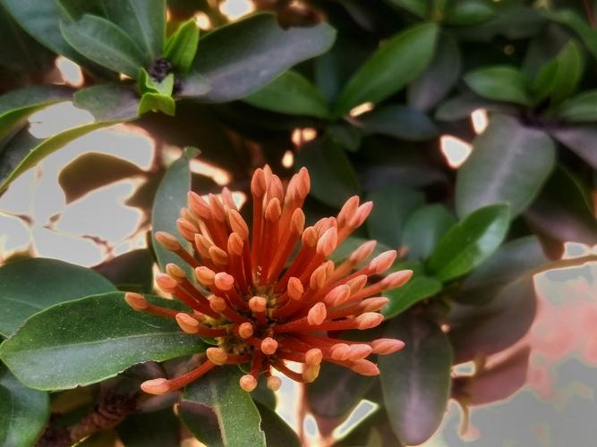 金边瑞香夏季怎么养，金边瑞香夏季怎么养护-第6张图片-优品飞百科