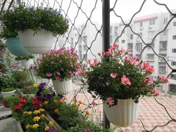 什么花爱晒太阳，什么花喜欢太阳晒