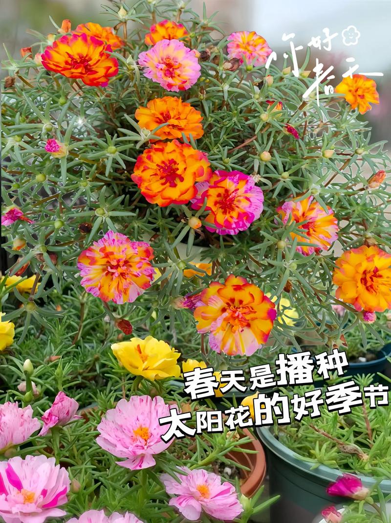 什么花爱晒太阳，什么花喜欢太阳晒-第2张图片-优品飞百科