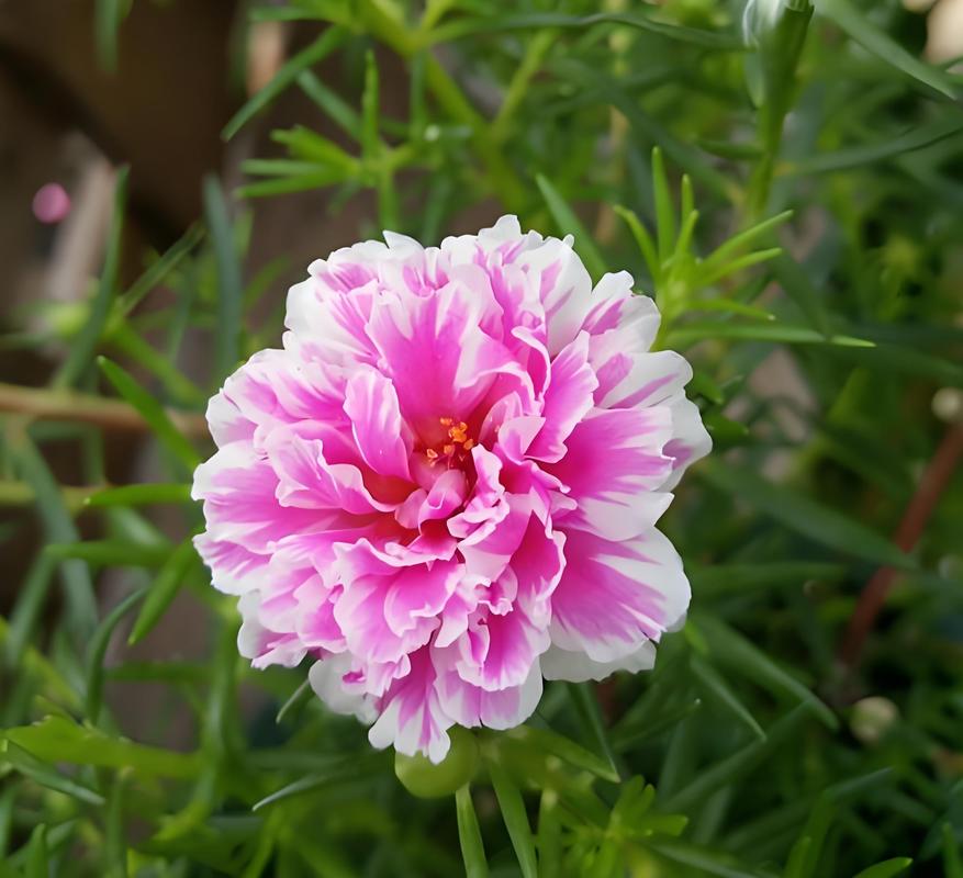 什么花爱晒太阳，什么花喜欢太阳晒-第3张图片-优品飞百科