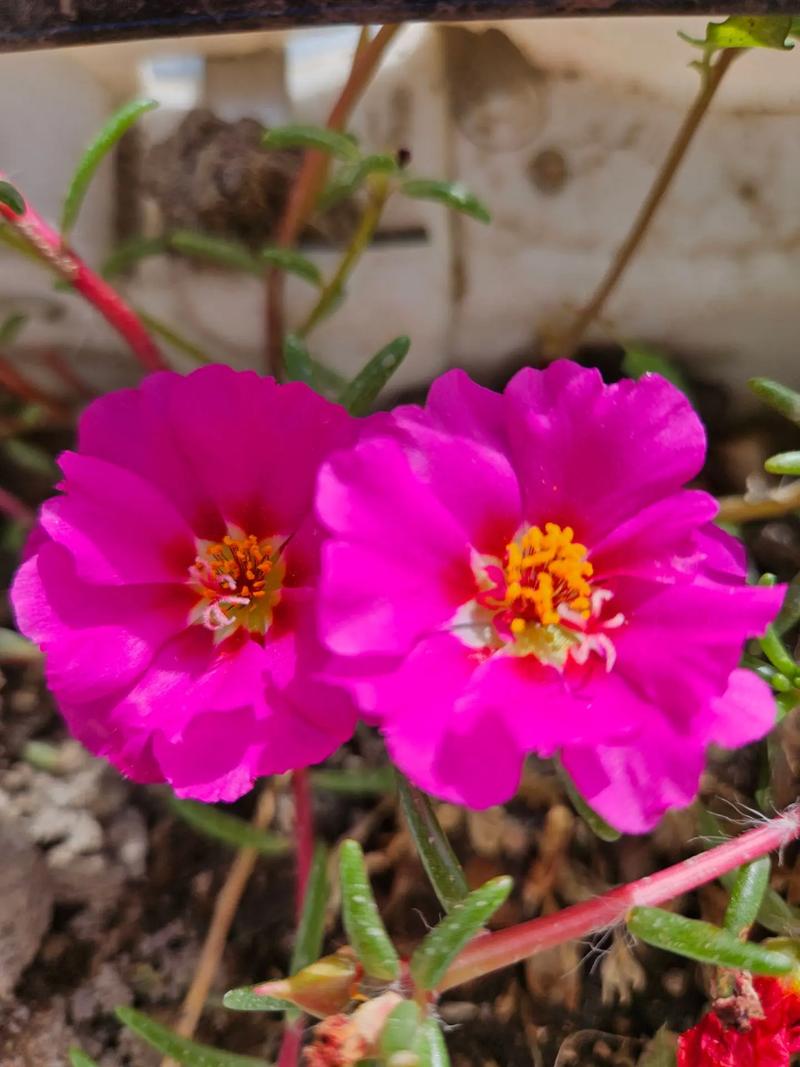 什么花爱晒太阳，什么花喜欢太阳晒-第4张图片-优品飞百科