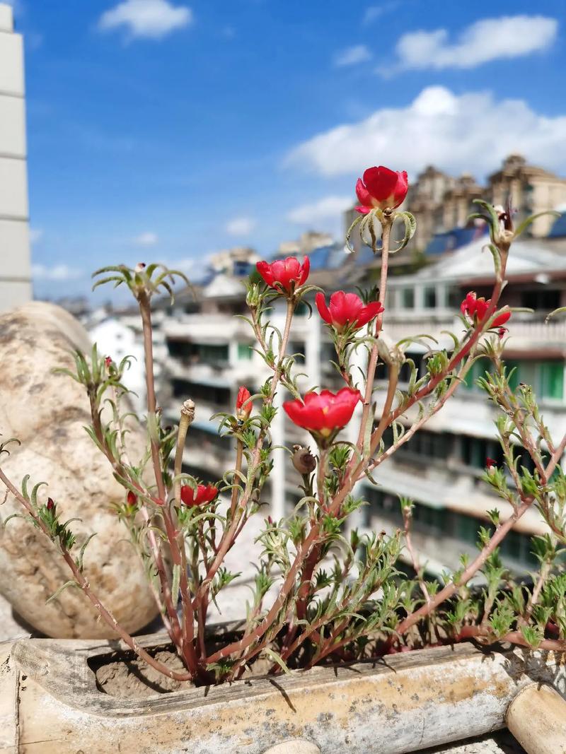 什么花爱晒太阳，什么花喜欢太阳晒-第5张图片-优品飞百科