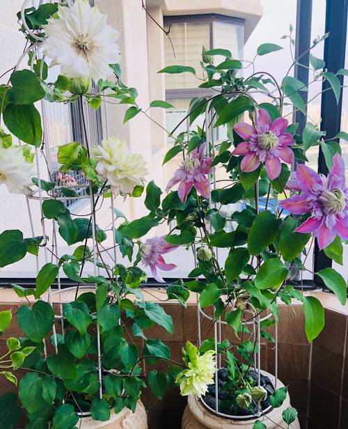 什么花爱晒太阳，什么花喜欢太阳晒-第6张图片-优品飞百科