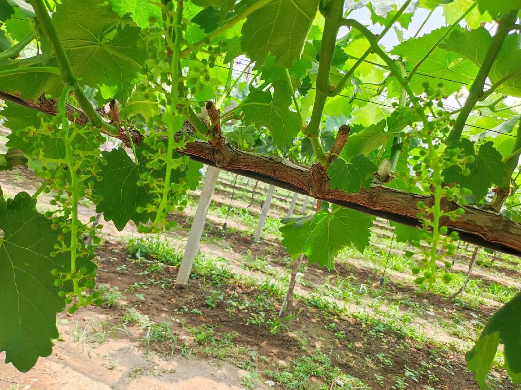 葡萄开花怎么授粉？葡萄开花授粉吗？