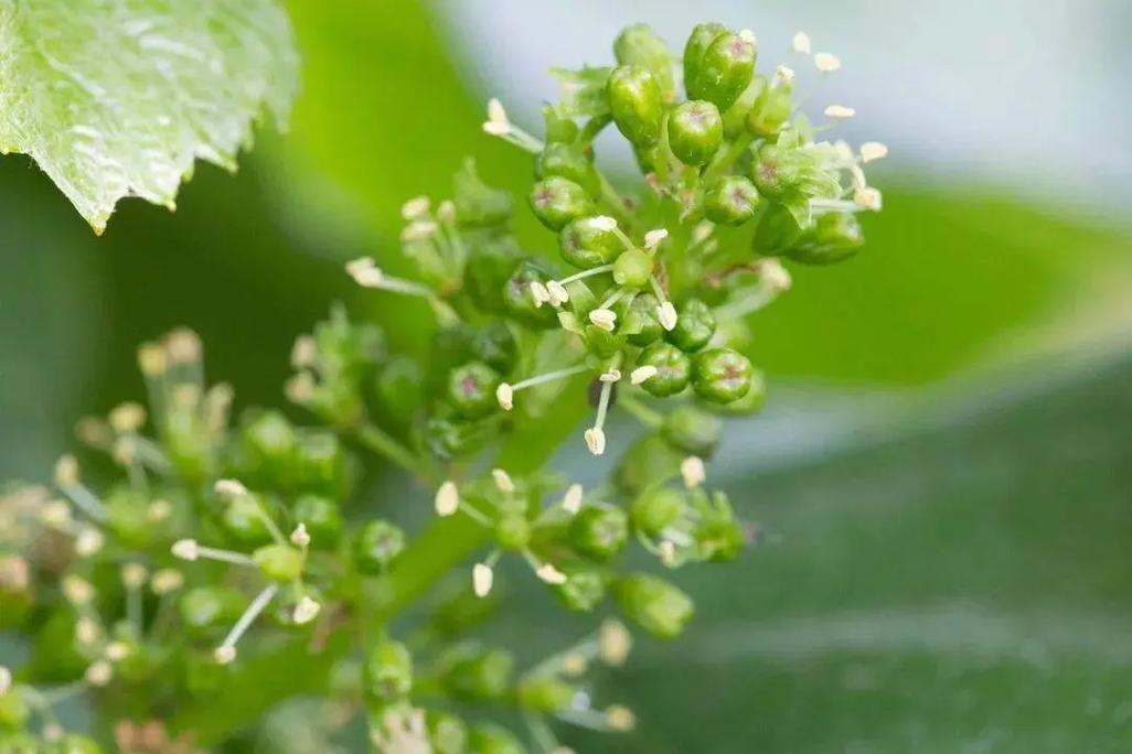 葡萄开花怎么授粉？葡萄开花授粉吗？-第2张图片-优品飞百科