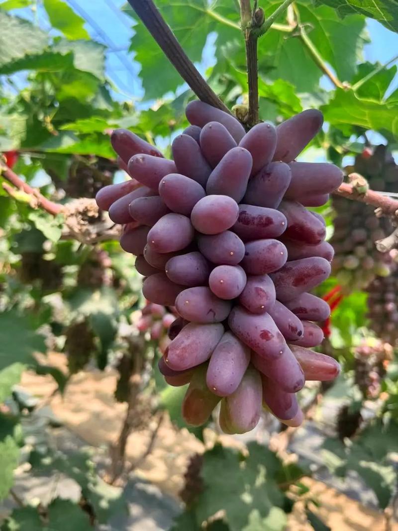 葡萄开花怎么授粉？葡萄开花授粉吗？-第5张图片-优品飞百科