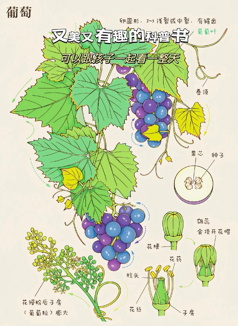 葡萄开花怎么授粉？葡萄开花授粉吗？-第6张图片-优品飞百科