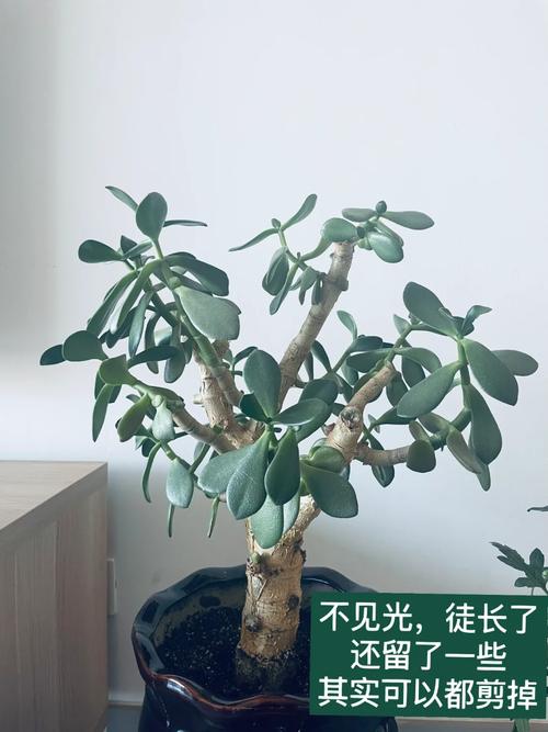 景天树怎么养护？景天树开花有什么预兆？