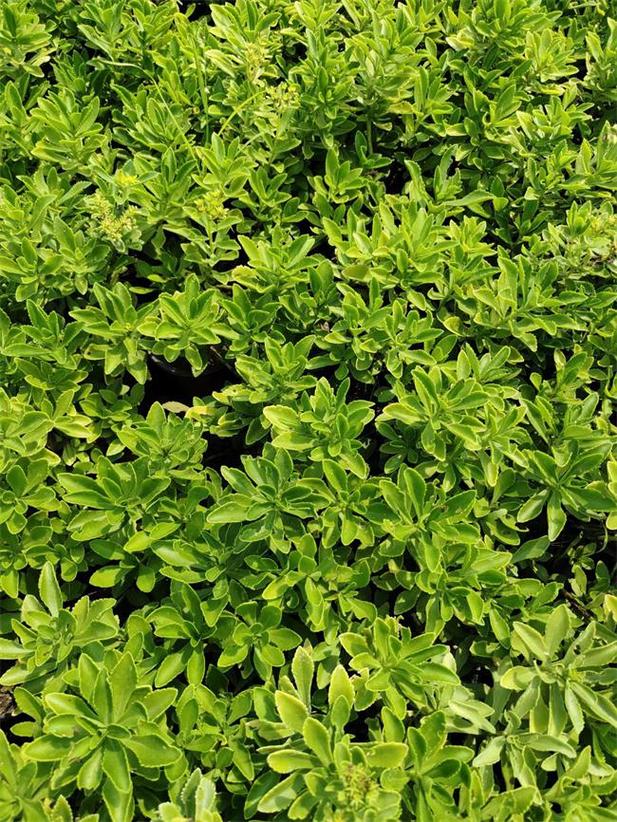 景天树怎么养护？景天树开花有什么预兆？-第3张图片-优品飞百科