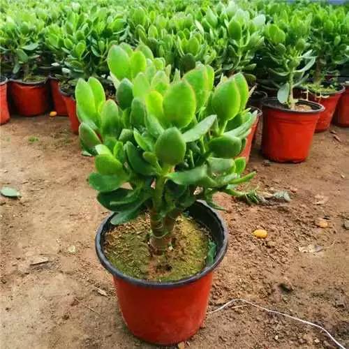 景天树怎么养护？景天树开花有什么预兆？-第4张图片-优品飞百科