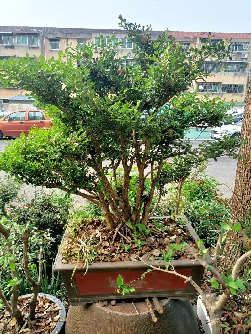 景天树怎么养护？景天树开花有什么预兆？-第5张图片-优品飞百科