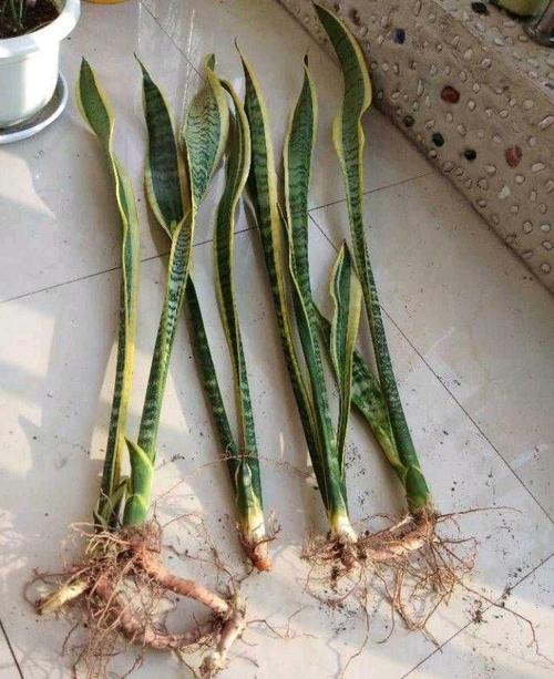 虎皮兰的扦插方法，虎皮兰的扦插方法图