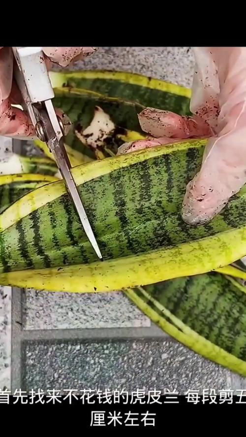 虎皮兰的扦插方法，虎皮兰的扦插方法图-第4张图片-优品飞百科