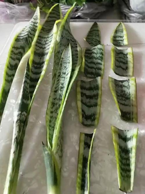 虎皮兰的扦插方法，虎皮兰的扦插方法图-第3张图片-优品飞百科