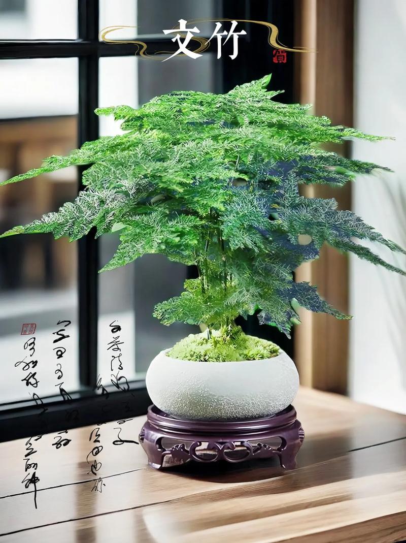 “文竹”长不好，文竹长的不茂盛怎么办？-第2张图片-优品飞百科