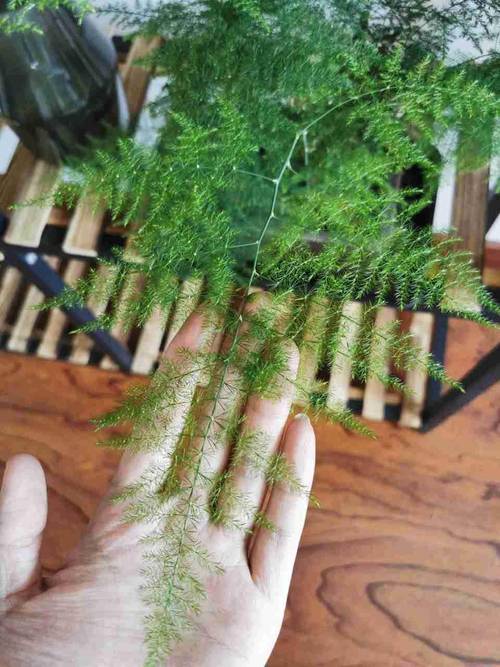 “文竹”长不好，文竹长的不茂盛怎么办？-第3张图片-优品飞百科