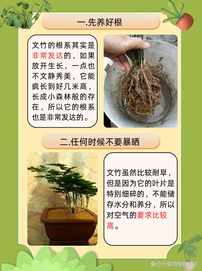 “文竹”长不好，文竹长的不茂盛怎么办？-第4张图片-优品飞百科