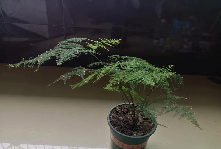 “文竹”长不好，文竹长的不茂盛怎么办？-第6张图片-优品飞百科