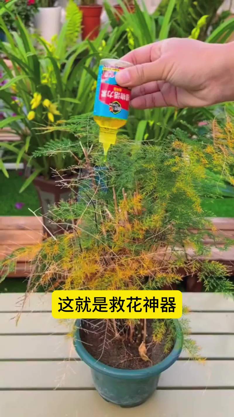 “文竹”长不好，文竹长的不茂盛怎么办？-第5张图片-优品飞百科