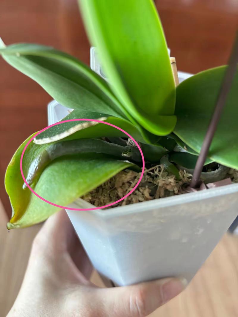 蝴蝶兰繁殖有哪些方法，蝴蝶兰如何繁殖?？