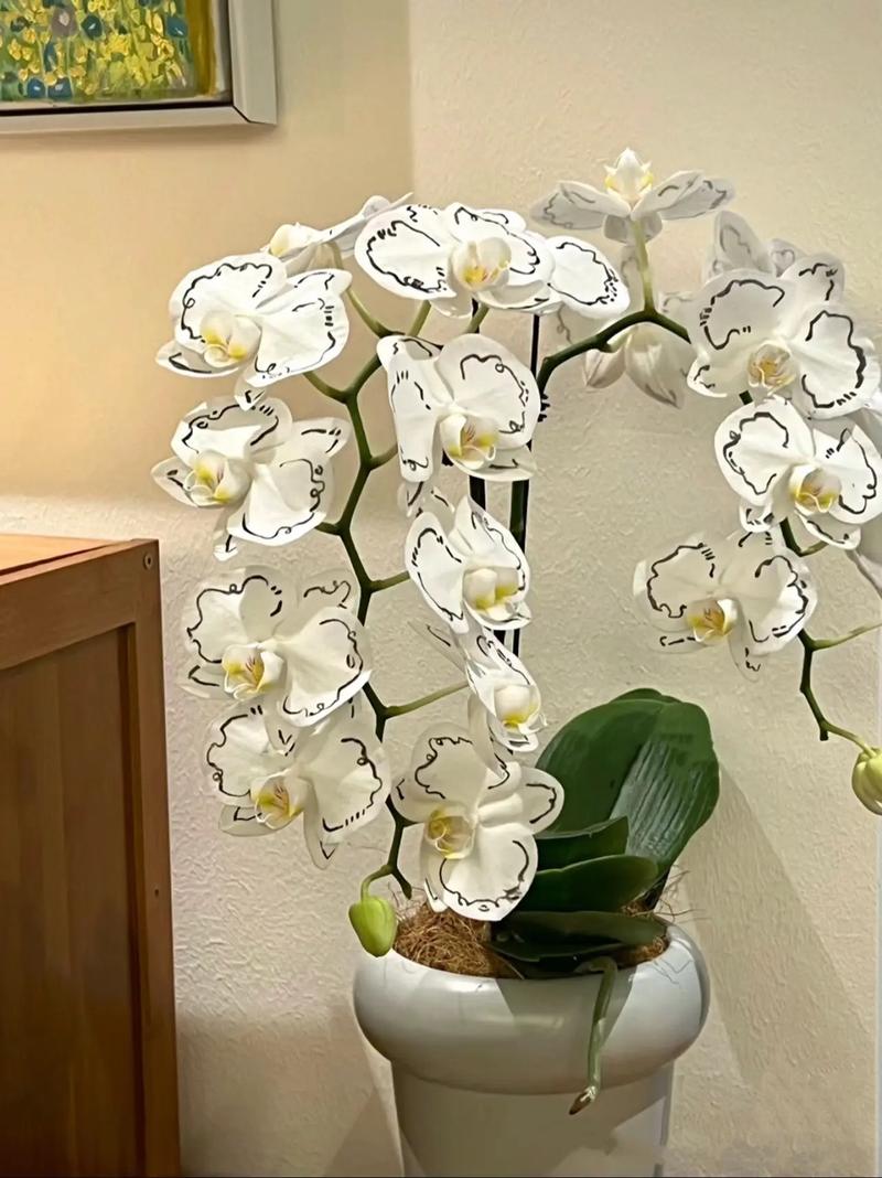 蝴蝶兰繁殖有哪些方法,蝴蝶兰如何繁殖??-第3张图片-优品飞百科 蝴蝶兰繁殖有哪些方法,蝴蝶兰如何繁殖??-第3张图片-优品飞百科