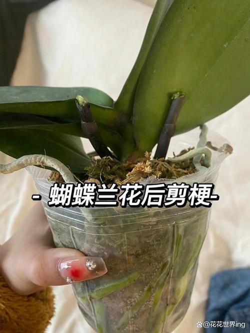 蝴蝶兰繁殖有哪些方法,蝴蝶兰如何繁殖??-第4张图片-优品飞百科 蝴蝶兰繁殖有哪些方法,蝴蝶兰如何繁殖??-第4张图片-优品飞百科
