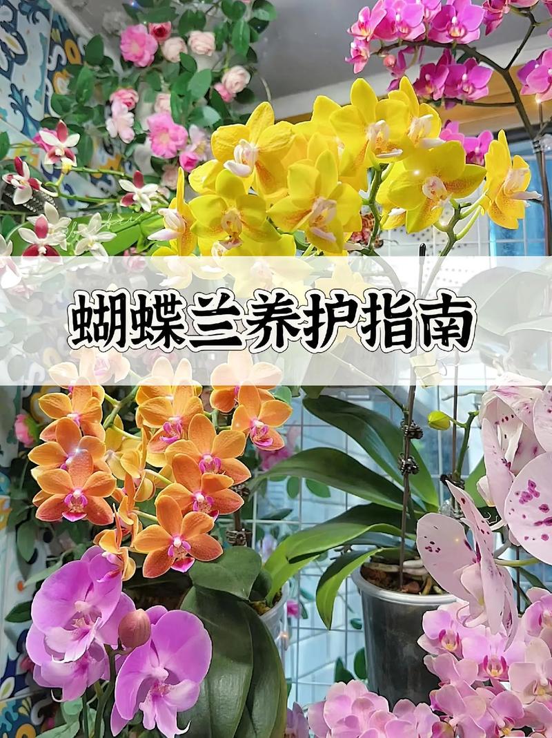 蝴蝶兰繁殖有哪些方法,蝴蝶兰如何繁殖??-第5张图片-优品飞百科 蝴蝶兰繁殖有哪些方法,蝴蝶兰如何繁殖??-第5张图片-优品飞百科