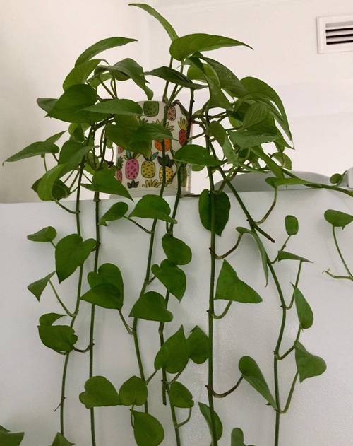 绿萝怎么养长得快茂密，绿萝怎么养长得快茂密呢