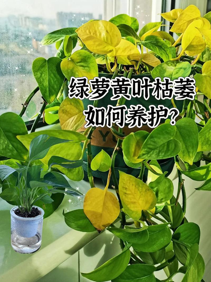 绿萝怎么养长得快茂密，绿萝怎么养长得快茂密呢-第2张图片-优品飞百科