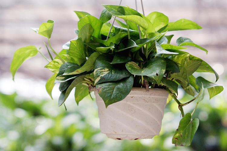 绿萝怎么养长得快茂密，绿萝怎么养长得快茂密呢-第3张图片-优品飞百科