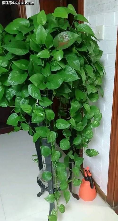 绿萝怎么养长得快茂密，绿萝怎么养长得快茂密呢-第4张图片-优品飞百科