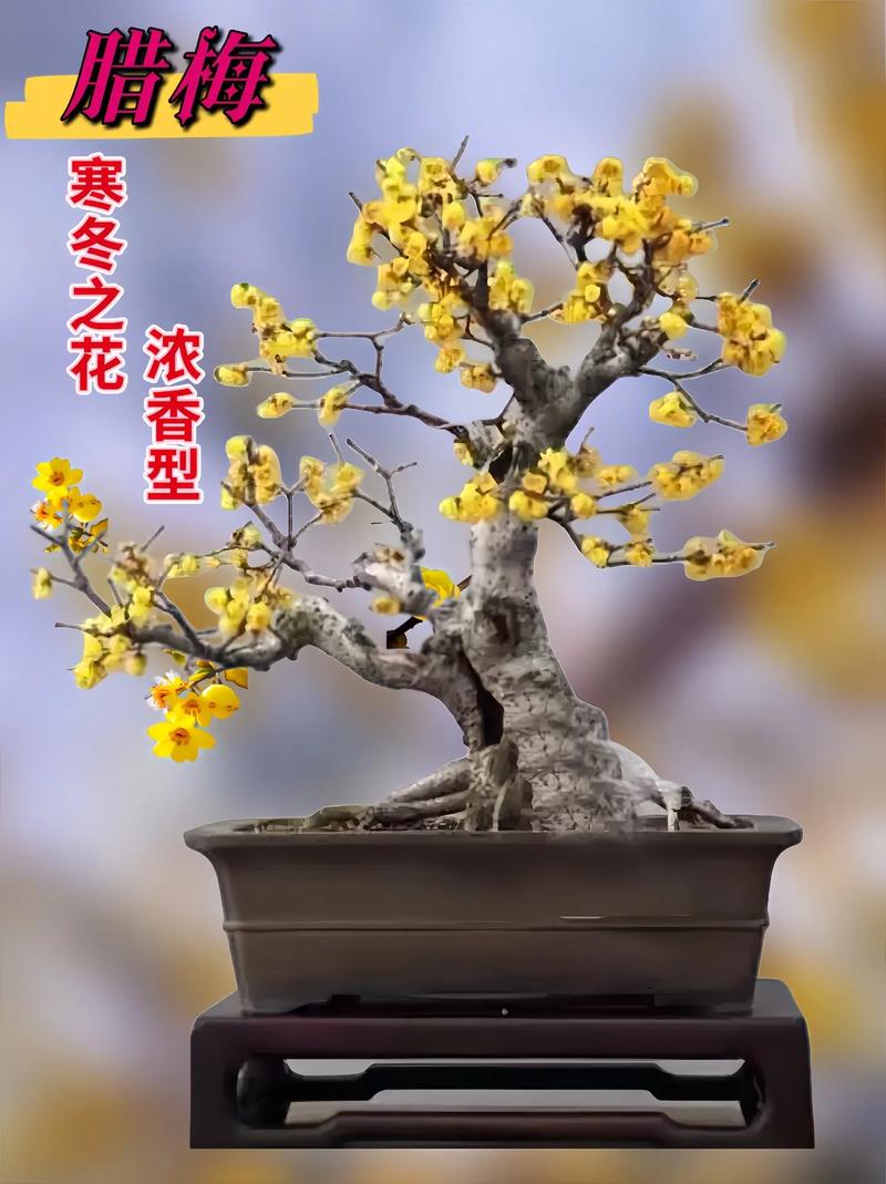 夏腊梅的养殖方法，夏腊梅和腊梅有什么区别