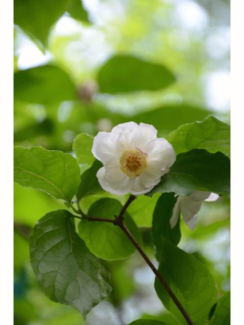 夏腊梅的养殖方法,夏腊梅和腊梅有什么区别-第2张图片-优品飞百科 夏腊梅的养殖方法,夏腊梅和腊梅有什么区别-第2张图片-优品飞百科