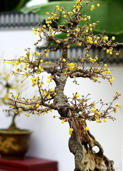 夏腊梅的养殖方法,夏腊梅和腊梅有什么区别-第4张图片-优品飞百科 夏腊梅的养殖方法,夏腊梅和腊梅有什么区别-第4张图片-优品飞百科