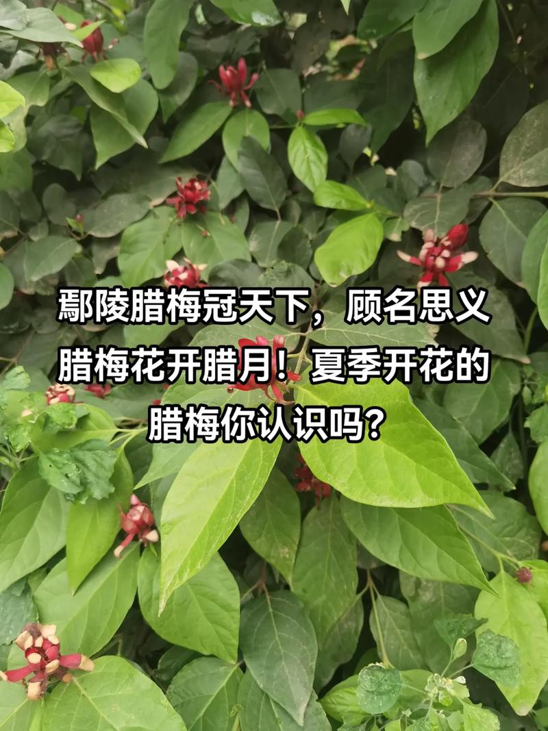 夏腊梅的养殖方法,夏腊梅和腊梅有什么区别-第5张图片-优品飞百科 夏腊梅的养殖方法,夏腊梅和腊梅有什么区别-第5张图片-优品飞百科
