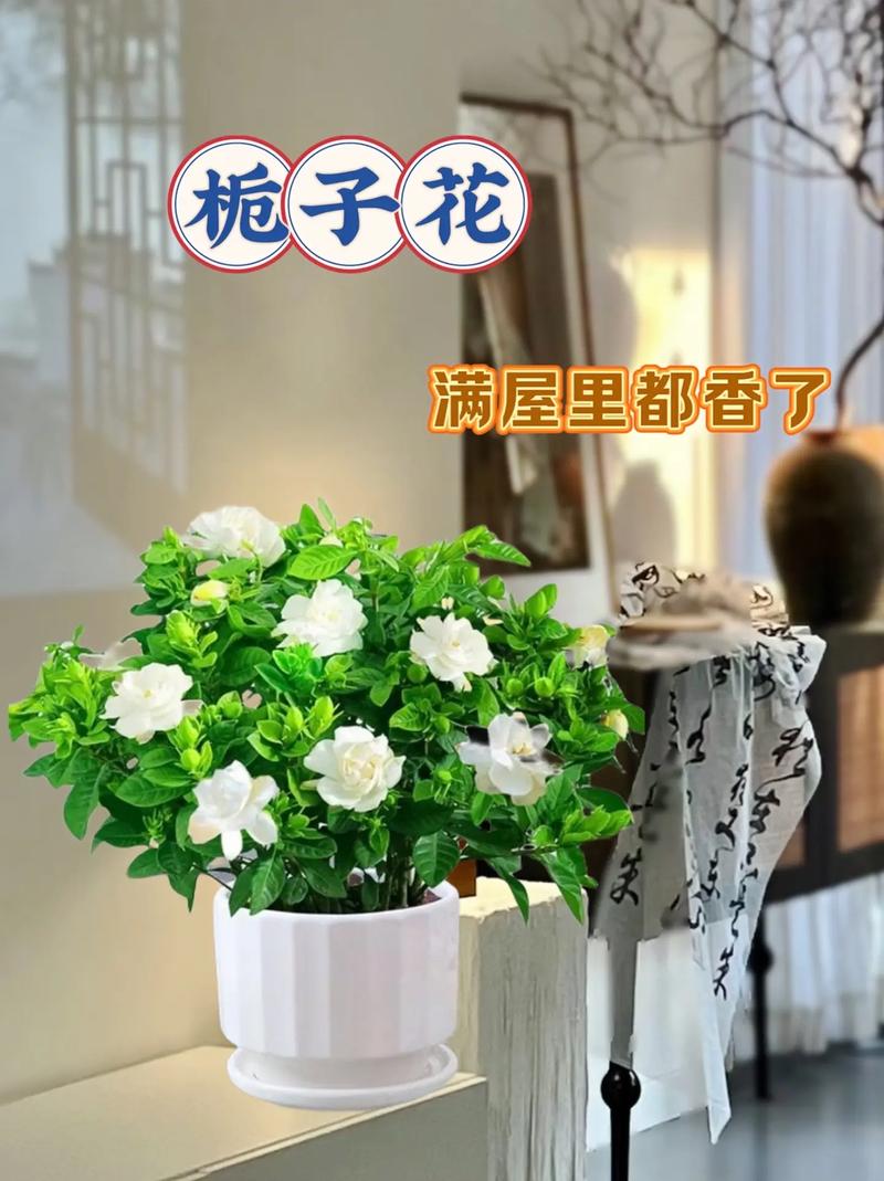 栀子花怎么养才长得快,栀子花怎么养才会茂盛?-第2张图片-优品飞百科 栀子花怎么养才长得快,栀子花怎么养才会茂盛?-第2张图片-优品飞百科