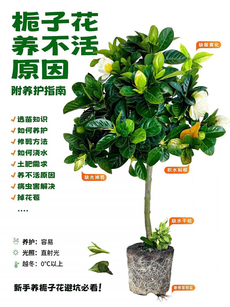 栀子花怎么养才长得快,栀子花怎么养才会茂盛?-第4张图片-优品飞百科 栀子花怎么养才长得快,栀子花怎么养才会茂盛?-第4张图片-优品飞百科