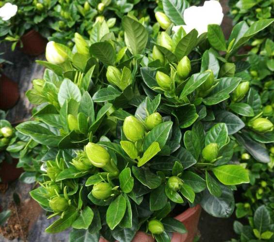 栀子花怎么养才长得快,栀子花怎么养才会茂盛?-第6张图片-优品飞百科 栀子花怎么养才长得快,栀子花怎么养才会茂盛?-第6张图片-优品飞百科