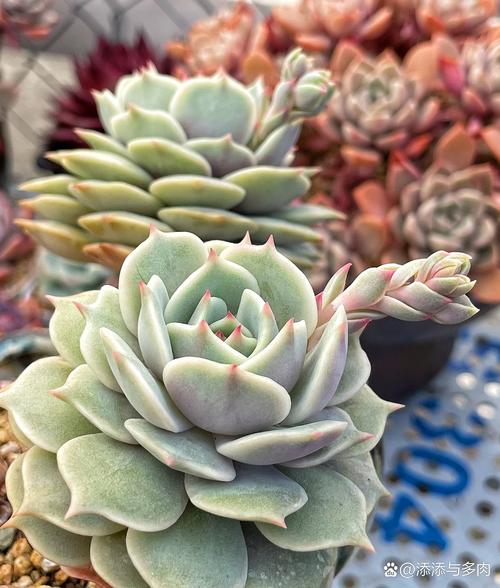 多肉的花剑要不要剪掉，多肉的花剑怎么处理