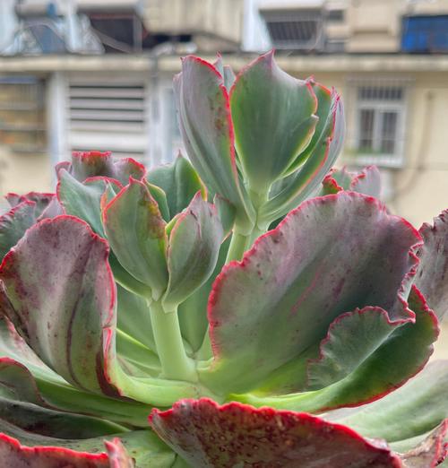 多肉的花剑要不要剪掉,多肉的花剑怎么处理-第2张图片-优品飞百科 多肉的花剑要不要剪掉,多肉的花剑怎么处理-第2张图片-优品飞百科