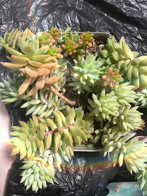 多肉的花剑要不要剪掉,多肉的花剑怎么处理-第3张图片-优品飞百科 多肉的花剑要不要剪掉,多肉的花剑怎么处理-第3张图片-优品飞百科