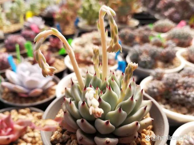 多肉的花剑要不要剪掉,多肉的花剑怎么处理-第4张图片-优品飞百科 多肉的花剑要不要剪掉,多肉的花剑怎么处理-第4张图片-优品飞百科